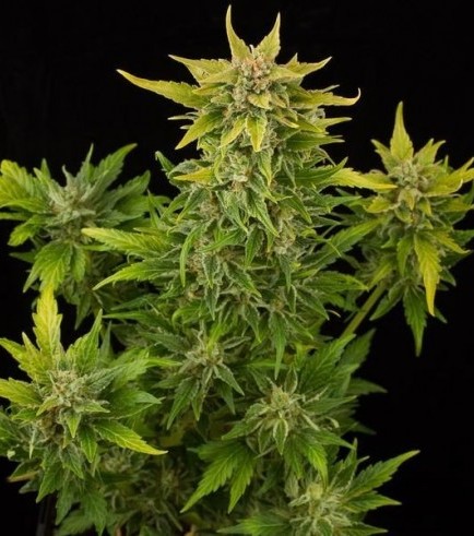 buy Fruit-Autoflowering near me