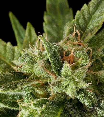 Fruit Autoflowering - Image 2
