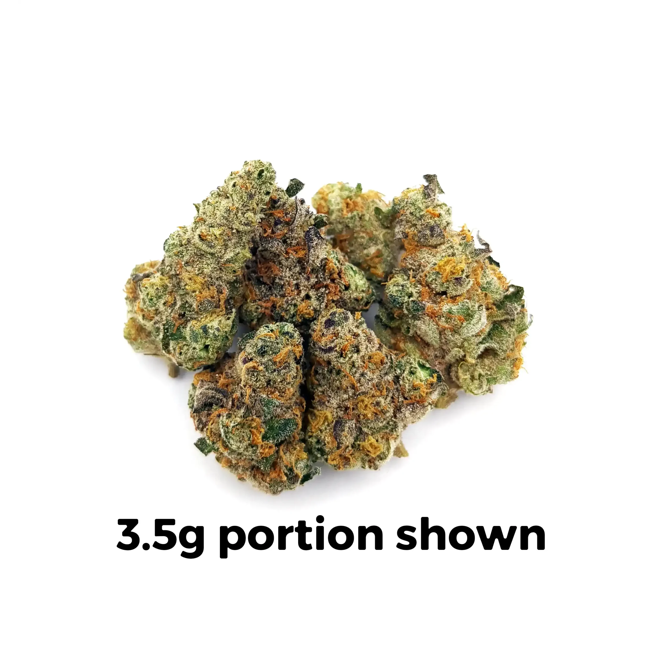 Governmint-Oasis for sale