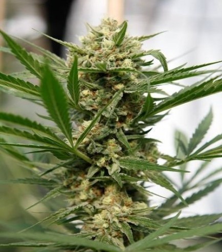 Buy Sweet-Deep-Grapefruit