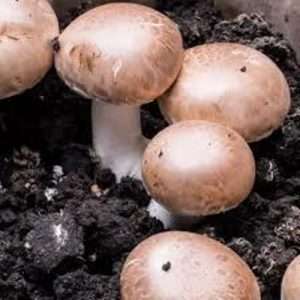 Agaricus Blazei Murrill (Subrufescens): Health Benefits & Identification