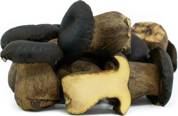 Black-Bolete-Mushrooms