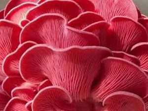 pink-oyster-mushrooms-for-sale