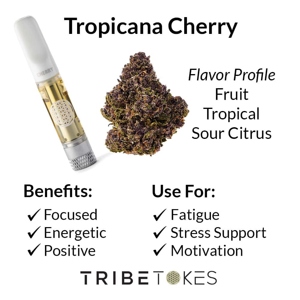 Trop Cherry Strain (Sativa)